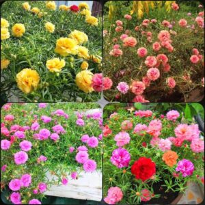 Hạt giống hoa mười giờ Mỹ