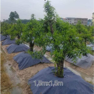 Bạt phủ cỏ trải vườn