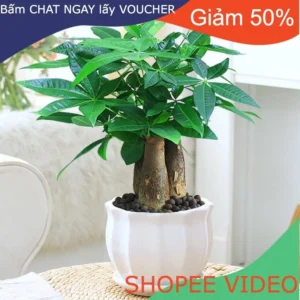 CÂY KIM NGÂN MINI - THU HÚT TÀI LỘC